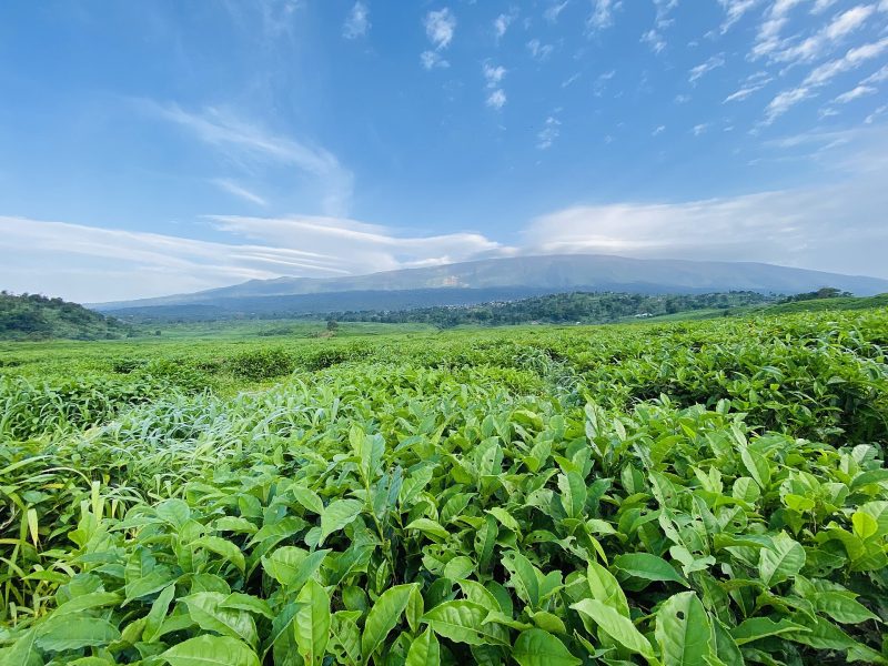 Mount Cameroon seen from the Tole tea estate in the South-West